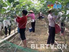 聊城優惠的廣西葡萄套袋批售_優惠的廣西葡萄套袋