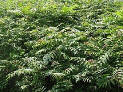 供應山東至好的香椿苗 香椿樹苗供應