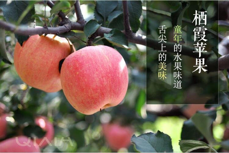 【胶东一品】栖霞苹果 栖霞苹果批发 烟台苹果 栖霞苹果价格