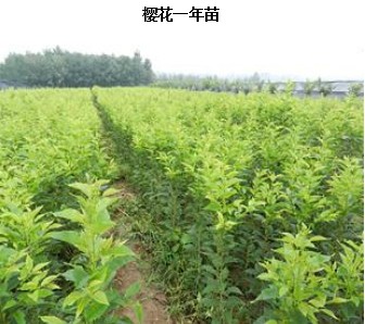 山东优质樱花小苗首推玉鼎园林|樱花苗价格