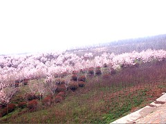 鐘祥園林花卉哪里找 湖北qw的園林花卉公司_鐘祥青云園林