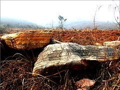 優(yōu)質(zhì)園林苗木首推鐘祥青云園林：優(yōu)質(zhì)的荊門園林苗木