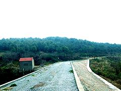 湖北優(yōu)質(zhì)園林苗木供應(yīng)商_荊門園林苗木供應(yīng)