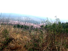 鐘祥園林綠化工程——湖北哪家園林綠化工程公司專業(yè)