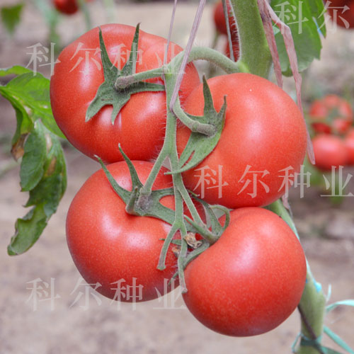 粉倍爾--壽光{zh0}的抗TY病毒番茄種子 早熟西紅柿種子原始圖片2