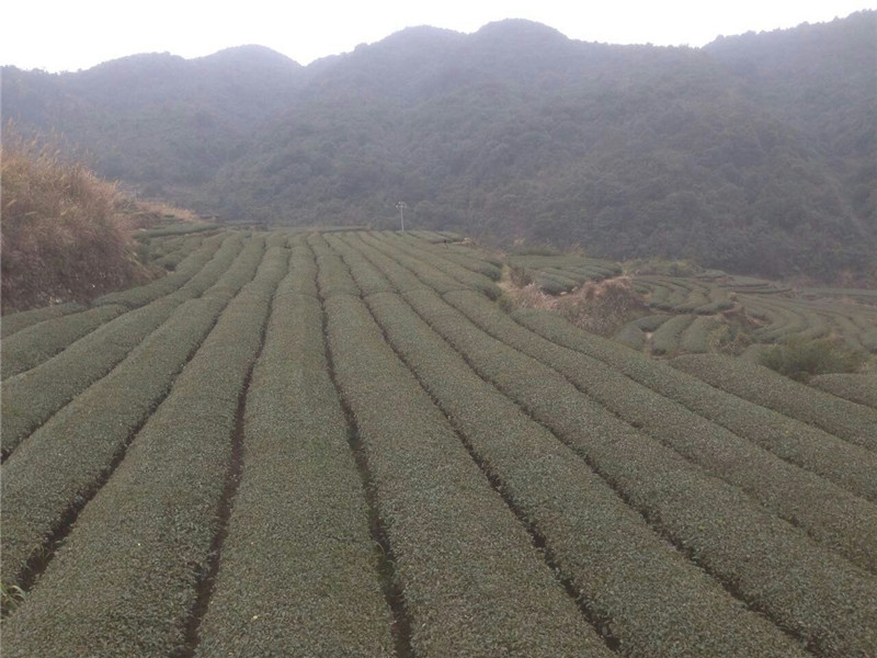 （圖）產(chǎn)于平和-白芽奇蘭茶廠家 白芽奇蘭茶供應(yīng)/價(jià)格【海山】