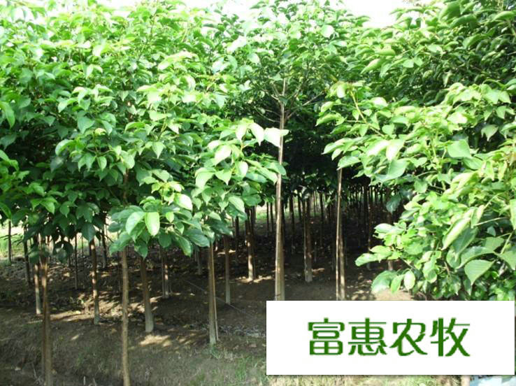 盆架子苗|富惠農(nóng)牧