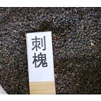 嘉禾玉瑞供應(yīng)紫葉李小苗：泰安2公分紅葉李小苗價(jià)格