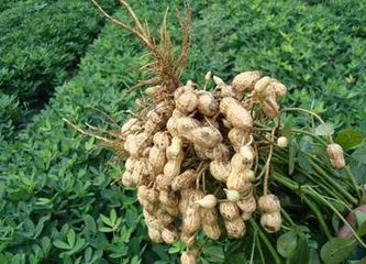 白沙原始圖片3