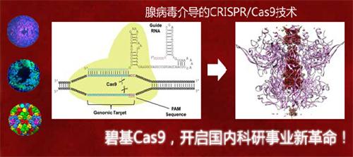 CRISPR-Cas9技術(shù)威斯騰生物——細(xì)胞藥篩/動物建模/基因編輯 專業(yè)服務(wù)！