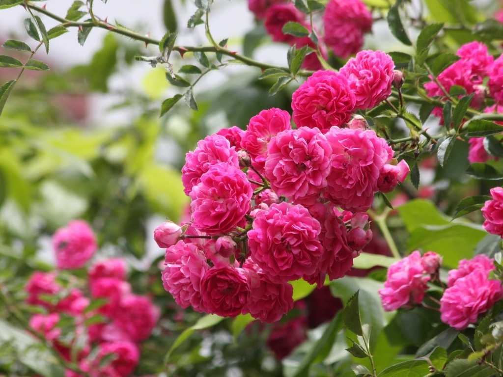 保定金葉榆種植基地|綠源苗木