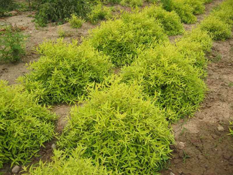 保定沙地柏種植基地|綠源苗木