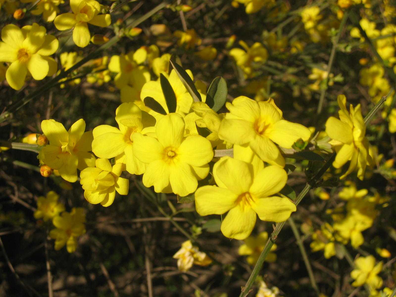 迎春花種植基地|綠源苗木