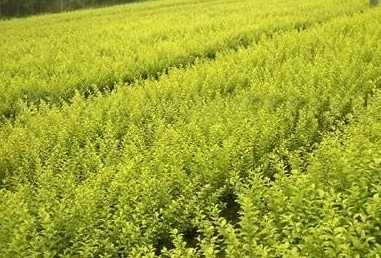 黃刺梅種植基地|綠源苗木