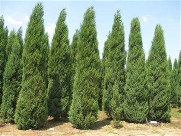 保定黃花棣棠種植基地|綠源苗木