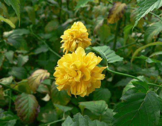 河北薔薇小苗批發(fā)|綠源苗木