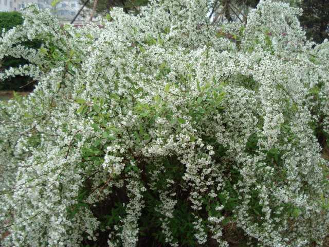 保定繡線(xiàn)菊種植基地|綠源苗木