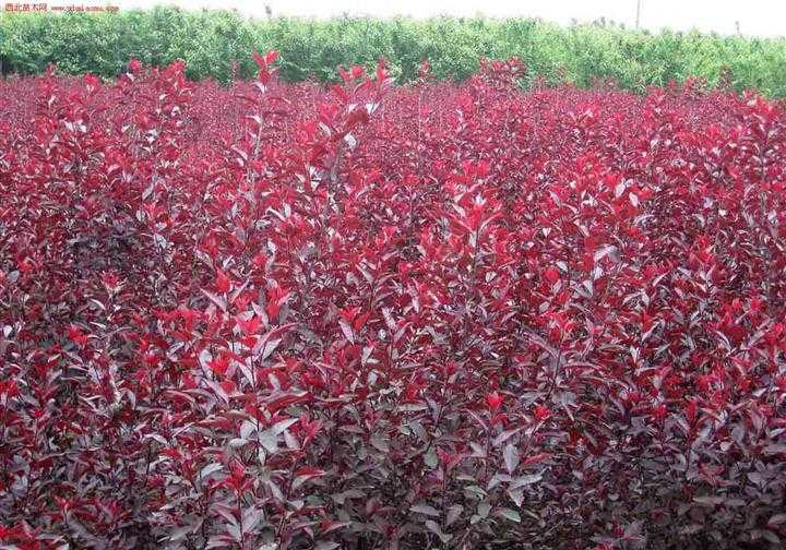 保定黃櫨種植基地|綠源苗木