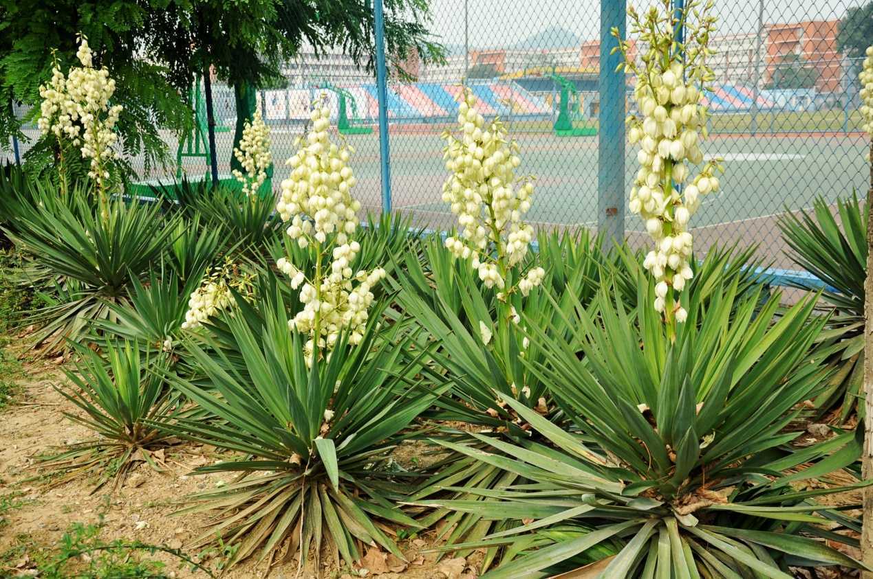 河北劍麻種植基地|綠源苗木