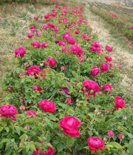 保定四季玫瑰種植基地|綠源苗木