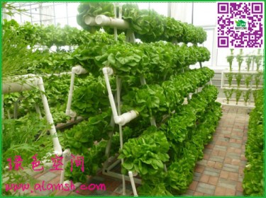 客廳陽臺種植的價值