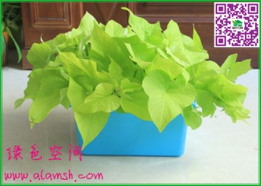 沈陽(yáng)陽(yáng)臺(tái)種植產(chǎn)品哪里買