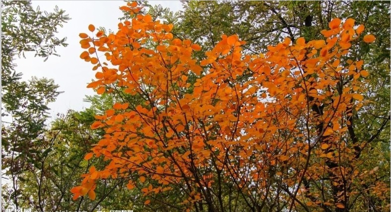 Come On！紫葉李批發【贊】山東紫葉李、山東紫葉李基地