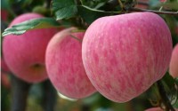 如何儲(chǔ)存棲霞紅富士蘋果