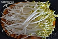 豆芽机 自动豆芽机 温控豆芽机