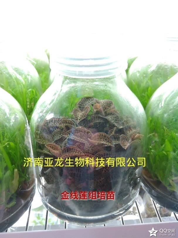 菏泽组培育苗