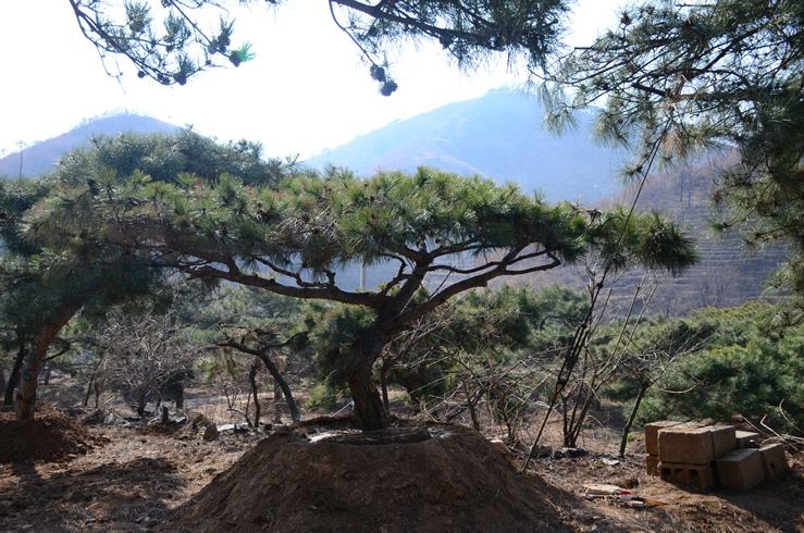 揚(yáng)州景觀造型松/造型松基地直銷?