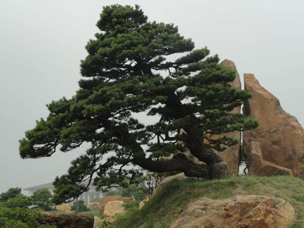 喜從天降——泰山平頂松，基地直銷