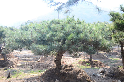 喜從天降——泰山平頂松，基地直銷