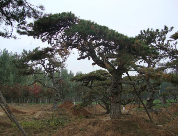 造型油松【精品推薦】：造型黑松基地