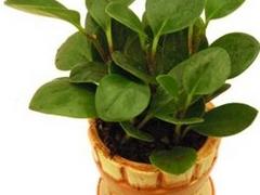 東西湖植物租賃——【武漢信譽(yù)好的植物租賃】