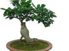 武漢綠色植物租賃公司，{yl}的植物租賃親情推薦
