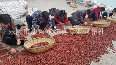 樂(lè)陵無(wú)核金絲小棗批發(fā)廠家