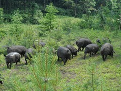 山東沂山黑豬苗銷(xiāo)售——超值的沂山黑豬推薦