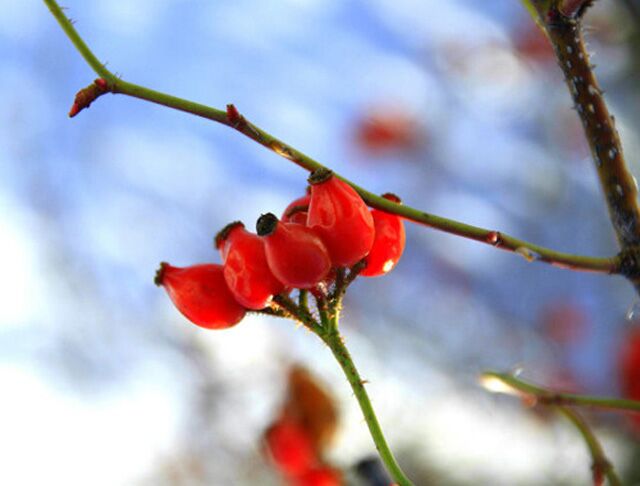 賺大了！玫瑰創(chuàng)業(yè)代理加盟！湖南廣林尋找玫瑰項(xiàng)目合伙人！