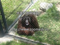 哪兒能買到好用的動(dòng)物園圍網(wǎng)呢     不銹鋼圍欄網(wǎng)