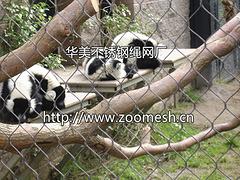 石家莊地區專業生產優良的小貓科動物圍網_新型小貓科動物圍網