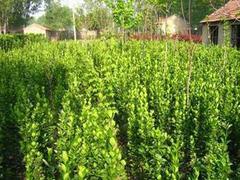 優質金盞菊_供應濰坊質量好的金盞菊