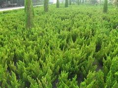優(yōu)質(zhì)小龍柏首推錦榮花卉苗木公司，專業(yè)的綠化苗木基地