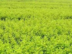 為您推薦優(yōu)質(zhì)孔雀草  優(yōu)質(zhì)孔雀草
