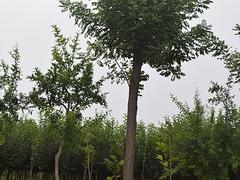 供應山東有品質的國槐，提供國槐