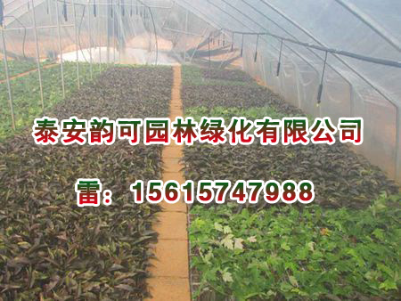 紅葉南天竹樹苗基地，山東精品紅葉南天竹出售