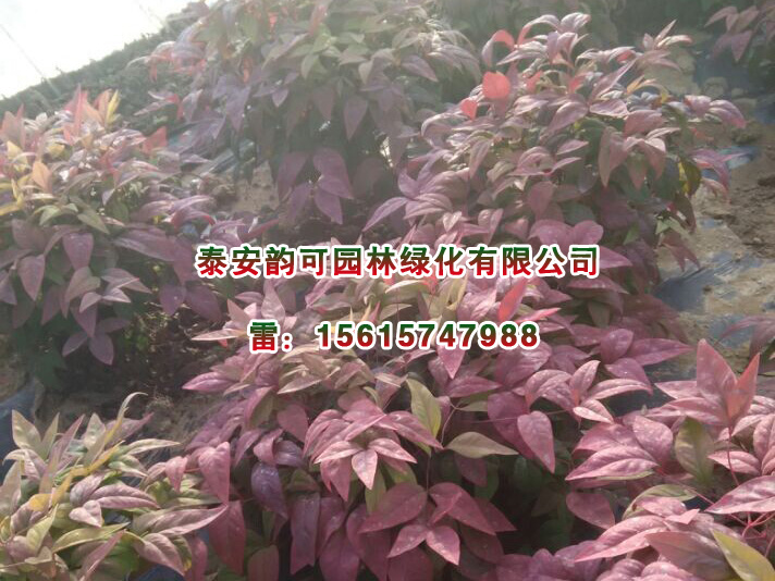 紅葉南天竹樹苗基地，山東精品紅葉南天竹出售