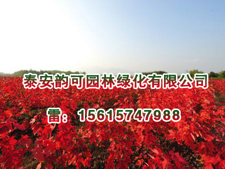 紅點(diǎn)紅楓價(jià)格 想要品種好的紅點(diǎn)紅楓就來泰安韻可園林