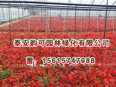 供應山東銷量佳的美國紅楓秋火焰：煙臺紅楓秋火焰樹苗