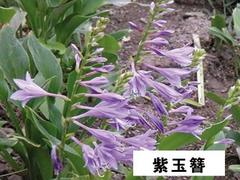 瓜子黃楊球首推沁香花卉苗木：青州瓜子黃楊